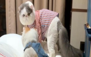 梁老財(cái)是什么貓，是一只加菲貓