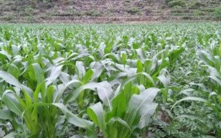 高油玉808玉米品種簡介，高抗大斑病