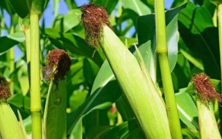 玄育2號(hào)玉米種子介紹，中抗腐霉莖腐病