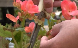 海棠花的種植技術(shù)，適宜生長在溫暖的環(huán)境中