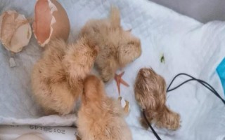 22天小雞還不出殼怎么辦，可以用加濕機提高雞舍內(nèi)濕度