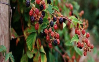覆盆子的形態(tài)特征，植株為灌木、果實為聚合果、枝干上長有倒鉤刺
