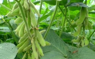 牡豆10大豆種子特征特性，高油大豆品種