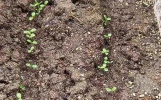 油麥菜有沒(méi)有種子，植株由種子發(fā)育而來(lái)