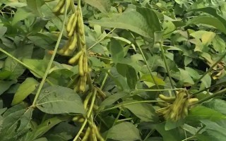 沈農(nóng)12號大豆種子簡介，每畝播種量3.0~3.5千克