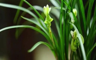蘭花的別稱，具有中國蘭、幽蘭、蘭華等別名