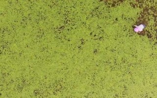 莼菜的種植方法，選擇在向陽的地方種植