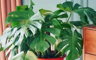 怎么養(yǎng)殖小龜背竹，生長期每隔半個(gè)月追施一次肥料