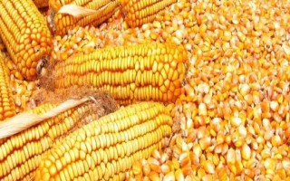 金華13號玉米種子特點，秋植全生育期74~80天