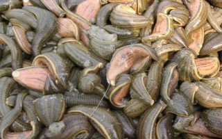 水蛭如何捕捉，一般會(huì)用到動(dòng)物血