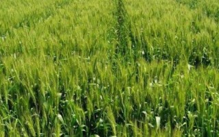 寧春65號(hào)小麥種子簡(jiǎn)介，生育期103天