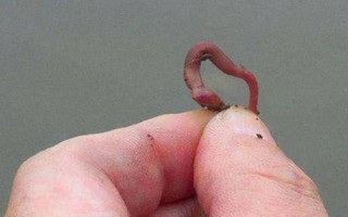 夏季釣鯽魚的技巧，掌握這5點就能“爆護”