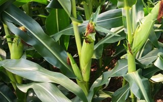 博斯糯6號玉米品種的特性，春植生育期82～89天