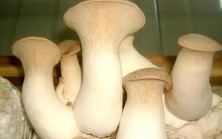 溫室大棚適合種植哪些菌類，可以種植平菇、杏鮑菇等