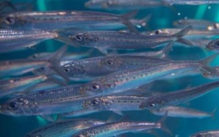 沙丁魚(yú)和青條魚(yú)的區(qū)別，科目和外形都不同
