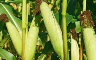 臨玉11號(hào)（試驗(yàn)名稱：臨玉11號(hào)）玉米種子特征特性，區(qū)試平均生育期127天