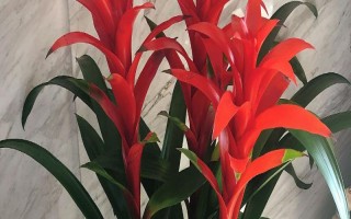 鴻運(yùn)當(dāng)頭葉子有黃斑的原因及處理方法，可能是溫度不適或澆水不當(dāng)?shù)? /></p><h2>一、鴻運(yùn)當(dāng)頭葉子有黃斑的原因及處理方法</h2><p>1、溫度不適</p><p>（1）鴻運(yùn)當(dāng)頭最適宜生長溫度為20-30℃，溫度過高或過低都會對其造成影響，夏季炎熱、冬季寒冷，這都是我們需要注意的地方。</p><p>（2）處理方式：在夏季溫度過高的時候需要對其進(jìn)行降溫處理，建造遮陽棚，在周圍噴灑水分，都是不錯的選擇。在溫度過低的時候就需要對其進(jìn)行保溫處理了，比如噴灑防凍劑，移動到室內(nèi)提升溫度都行。</p><p>2、澆水不當(dāng)</p><p>（1）不正確的澆水方法同樣會影響鴻運(yùn)當(dāng)頭的生長，通常情況下陰雨天不澆水，家庭澆水最好選用晾曬過的水，不要直接用涼水澆灌，不正當(dāng)?shù)臐菜矔?dǎo)致它的葉子出現(xiàn)黃斑。</p><p>（2）處理方式：在給鴻運(yùn)當(dāng)頭澆水的時候一定要把握好量，保持盆土的濕潤，澆透即可，經(jīng)常在葉面噴灑一些清水，也有助于它的生長。</p><p style=