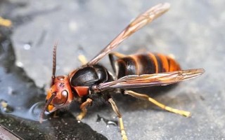 被牛角蜂蟄了會(huì)死嗎，嚴(yán)重時(shí)可能會(huì)有生命危險(xiǎn)