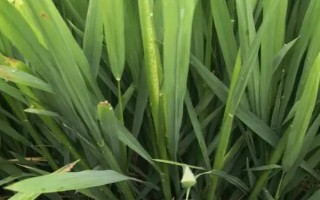 永豐優(yōu)773水稻品種的特性，注意防治白葉枯病