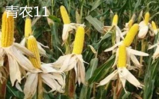 高產(chǎn)夏玉米品種介紹，不同的田地類型適合種植不同品種