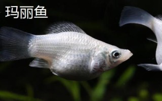 魚缸的魚天氣冷會(huì)凍死嗎，根據(jù)所養(yǎng)魚種決定