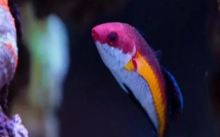 觀賞魚魚鱗變黑的治療方法，先給它們換水