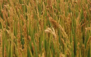 內(nèi)10優(yōu)702水稻品種的特性，3月下旬至4月上旬播種