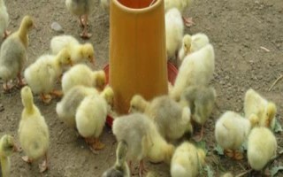 雛鵝怎么飼養(yǎng)，出殼后要在一天內(nèi)飲水開食