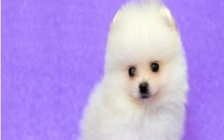 茶杯犬的由來(lái)，是基因突變產(chǎn)生的