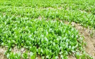 青菜的種植方法，需要選擇顆粒飽滿(mǎn)且無(wú)病蟲(chóng)害的種子