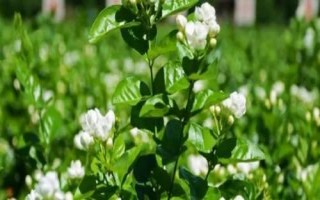 茉莉花茶的產(chǎn)地，產(chǎn)量最高的是橫縣