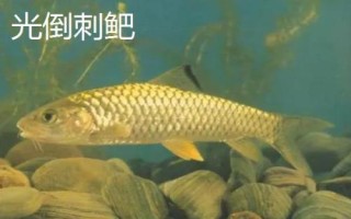 中華倒刺鲃與光倒刺鲃有什么區(qū)別，中華倒刺鲃的體態(tài)近似鯉魚