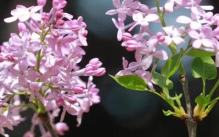 丁香花開放時間，不同品種的花期各有差異