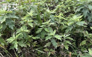 農村常見的野草，常見的有苘麻、艾草等