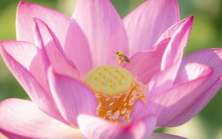 荷花光照不夠怎么處理，可移到光照好的環(huán)境中