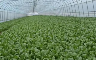 青菜畝產(chǎn)量多少公斤，平均產(chǎn)量約為2500公斤/畝