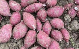 紫薯和紅薯的區(qū)別，前者味甜較貴、后者甜味淡較便宜