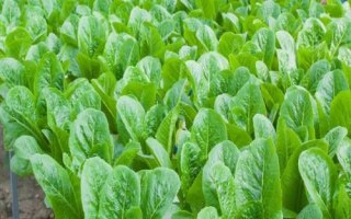 如何對(duì)蔬菜控施氮肥，可主施腐熟的有機(jī)肥、減少氮肥用量