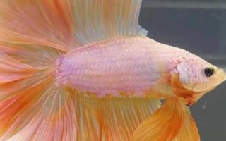泰國(guó)斗魚吃小魚嗎，在饑餓狀態(tài)下會(huì)吃掉小魚