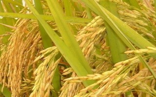 農(nóng)香優(yōu)676水稻品種的特性，大田用種量每畝1公斤
