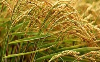 興農(nóng)絲占水稻種子特征特性，全生育期148.1天
