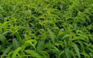 黃桃種植技術(shù)，根據(jù)氣候環(huán)境來選擇合適的品種
