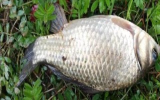 春釣大鯽魚(yú)如何選擇釣位，早春可在回水灣作釣