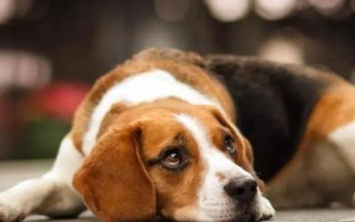 狗狗清鼻涕和黃鼻涕的區(qū)別，兩者的狀態(tài)和病因不同