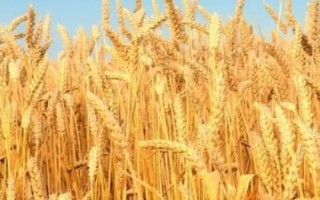 豐德存麥22品種介紹，全生育期為230.2天