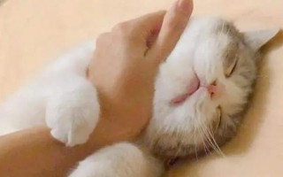 貓不親近人怎么解決，首先要輕柔溫婉地對待貓咪