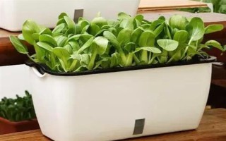 用塑料盆種菜有沒(méi)有毒，蔬菜的根系無(wú)法吸收其中的有毒物質(zhì)