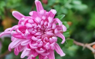 秋季適合種哪些花，可以種菊花、桂花、蝴蝶蘭等