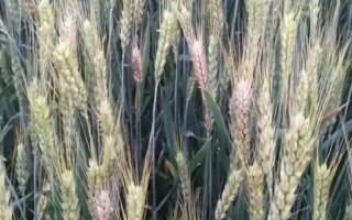 小麥赤霉病的癥狀，會引起苗腐、穗腐、莖基腐等