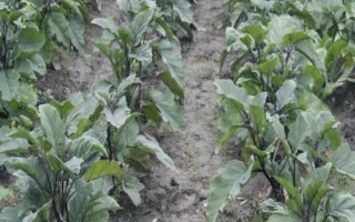 茄子的種植方法，選擇適應(yīng)當(dāng)?shù)胤N植的品種